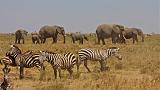 TANZANIA - Serengeti National Park - 073